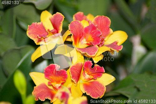 Image of orchids bloom 