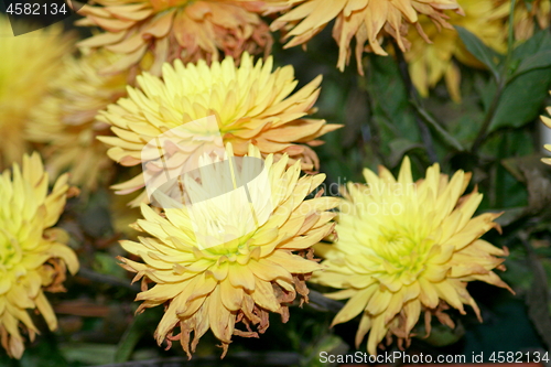 Image of yellow flowers blooming 