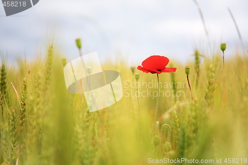 Image of Poppy in the wheatfield