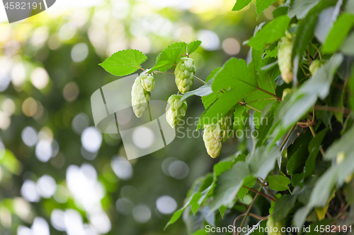 Image of Blooming hops on the bush, close up.