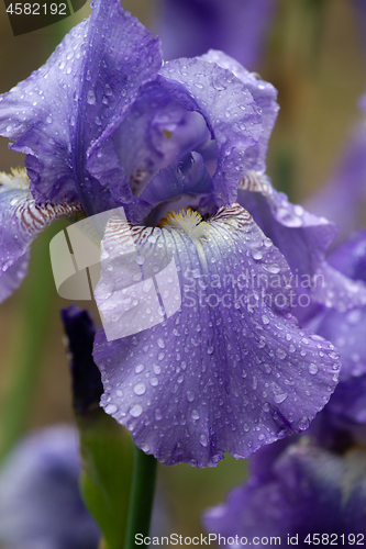 Image of Iris flower bloom after rain close up