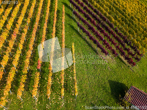 Image of Vineyards in fall colors near Stuttgart, Germany