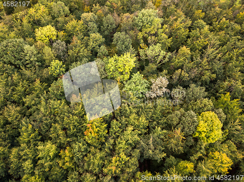 Image of Aerial view of forest in autumn