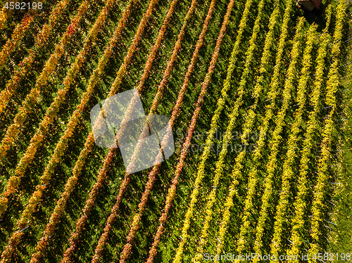 Image of Vineyards in fall colors near Stuttgart, Germany