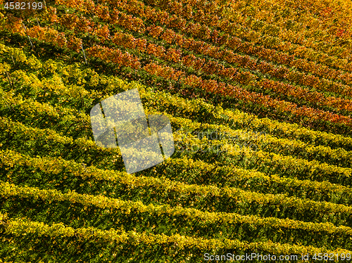 Image of Vineyards in fall colors near Stuttgart, Germany