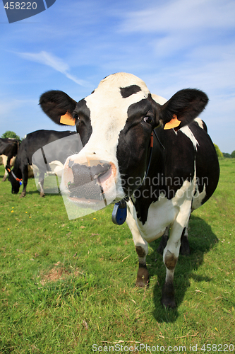 Image of Welcoming cow