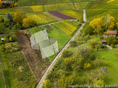 Image of Garden plots with vegetables fields and vineyards