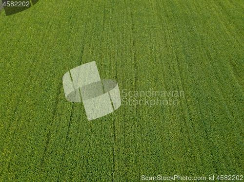 Image of Drone flight over a field of rapeseed