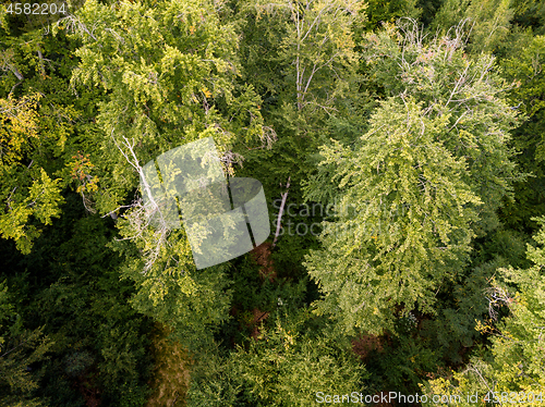 Image of aerial view on a forest in Germany