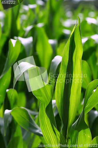 Image of Growing corn