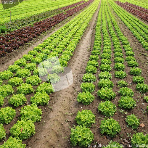 Image of Lettuces in the fields