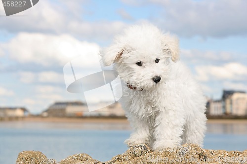 Image of Puppy on the rocks