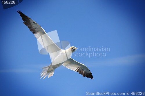 Image of Flying Northern gannet