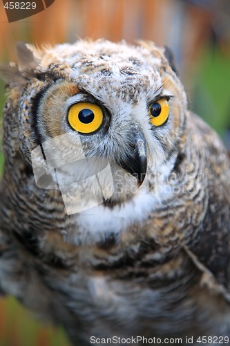 Image of Owl