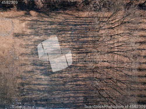 Image of Drone view of trees skeletons with shadows on a ground.