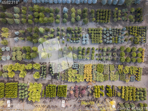 Image of Plant pattern above garden center.