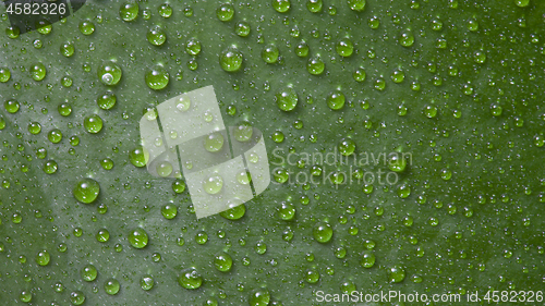 Image of Green leaf background with water droplets.