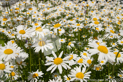 Image of Blooming chamomiles close up view of flowers field.