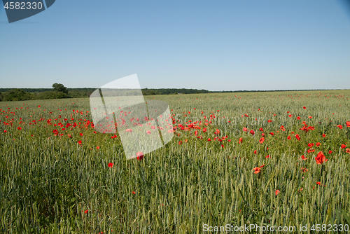 Image of Countryside view of wheat field with red poppy flowers.
