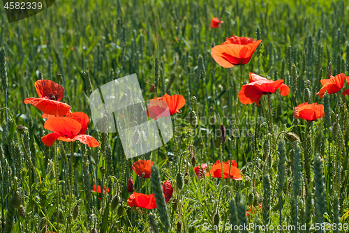 Image of Red poppy flowers on the background of green wheat.