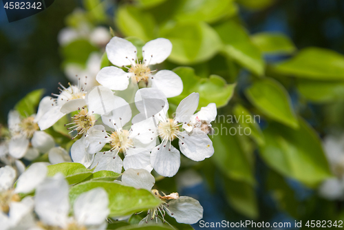 Image of Apple tree with fresh flowers in a blossom.