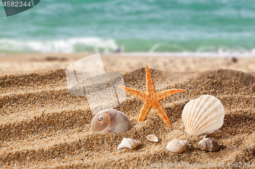 Image of Sand beach with starfish and shells.