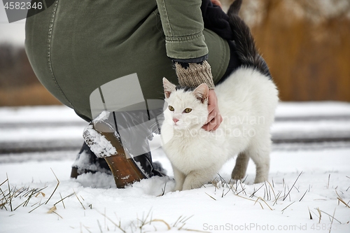 Image of Cat in winter snow