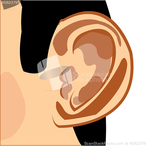 Image of Organ of the rumour of the person ear