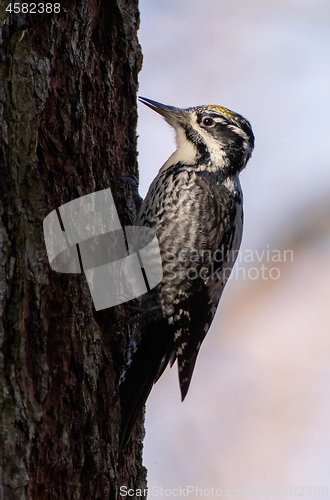 Image of Eurasian Three-toed woodpecker (Picoides tridactylus) close up