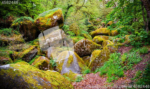 Image of Boulders in the forest at Huelgoat in Brittany