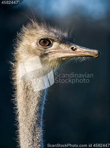 Image of Ostrich bird animal head portrait