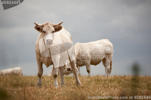 Image of Blonde d\'Aquitaine breed in the meadow