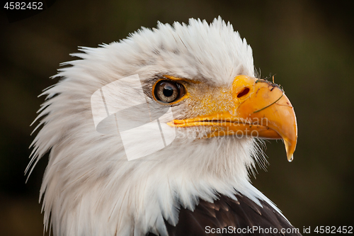 Image of American Bald Eagle in the nature