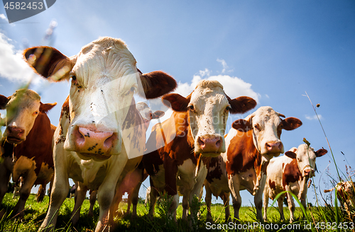 Image of Herd of red cows in the pasture