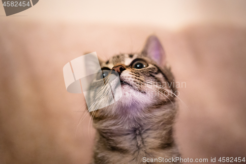 Image of A curious cat is looking up