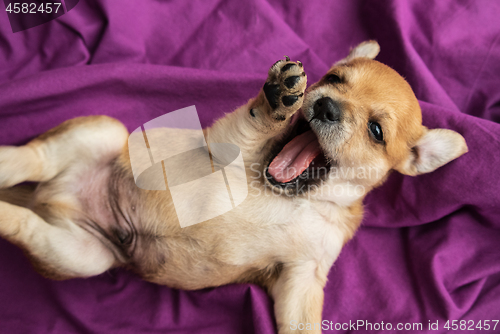 Image of Funny lazy puppy yawning on a purple fabric