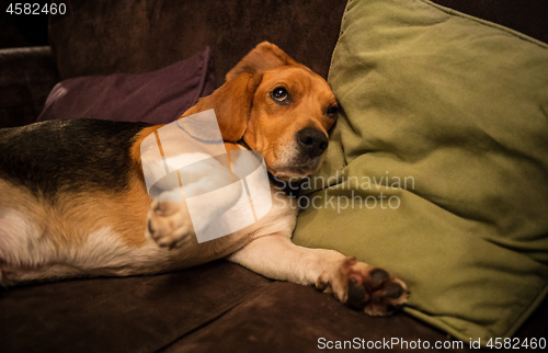 Image of Beagle dog lying on brown sofa