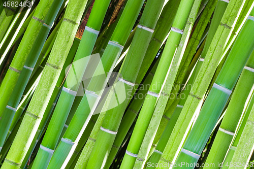 Image of Field of green bamboo canes