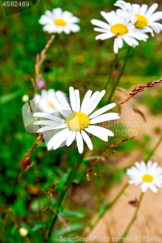 Image of Chamomiles on background of grass and sand