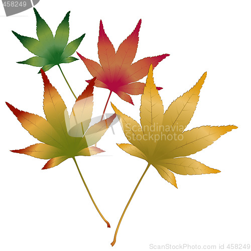 Image of Japanese Maple leaves