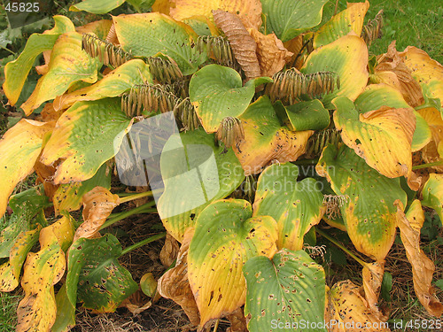 Image of Hosta