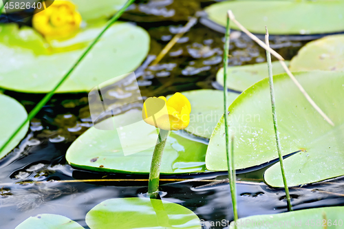 Image of Nenuphar with leaves on the water