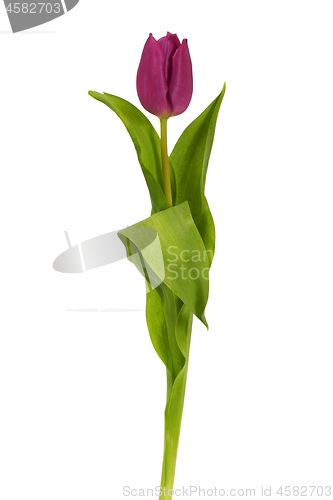 Image of Purple tulip on white