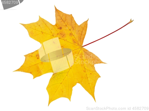 Image of Autumn leaf on white