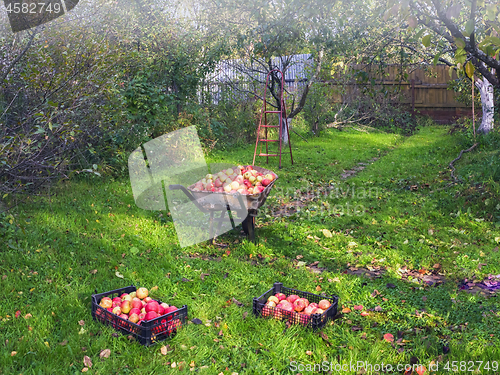 Image of Harvest Ripe Apples In A Village Orchard