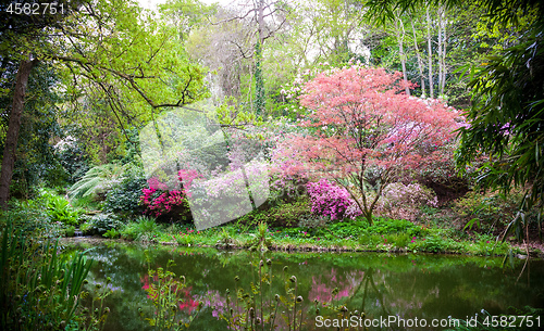 Image of Blooming japanese trees in the nature 