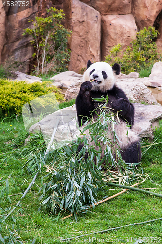 Image of Giant panda sitting and eating bamboo