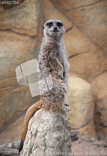 Image of Surricate stands  and looks away