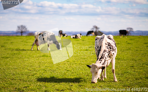 Image of Grazing dairy cows in the field