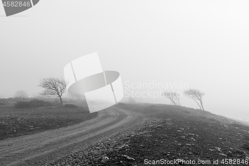 Image of Windblown trees by a gravel road in misty weather in a bw image